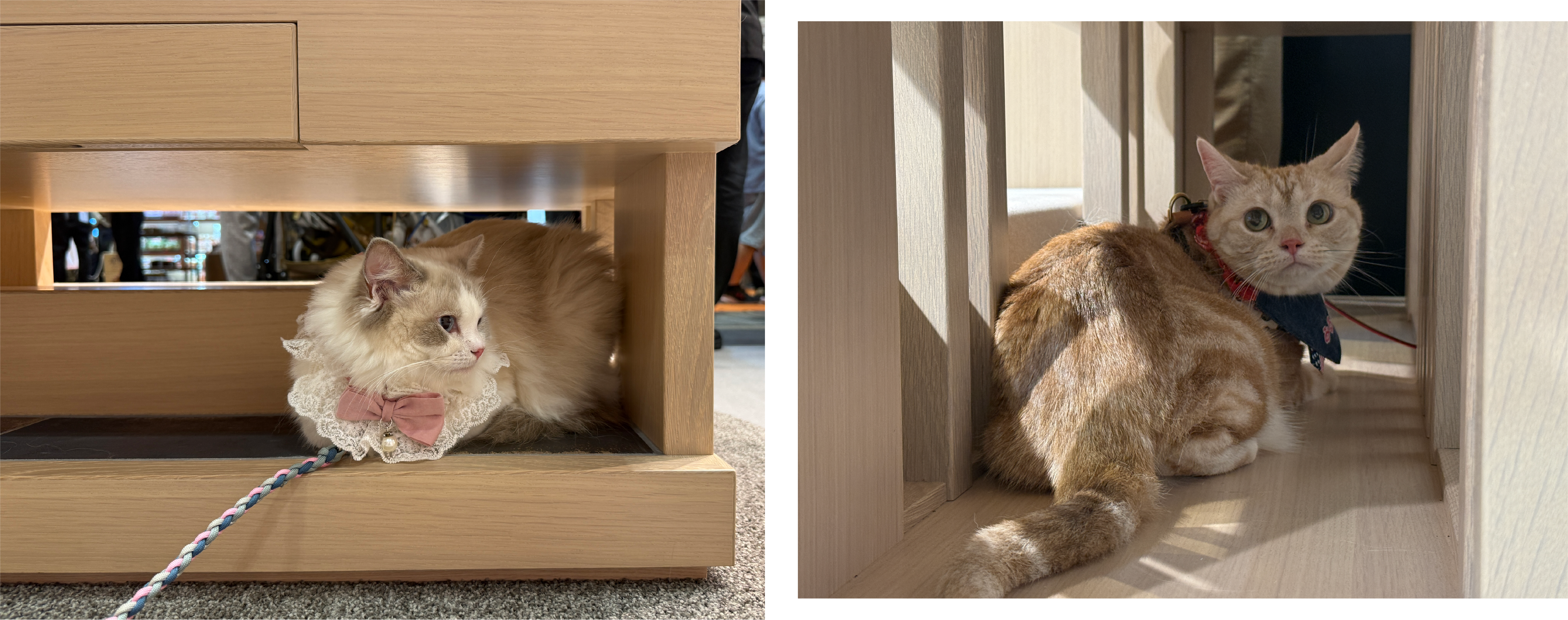 インターペット大阪展示ブース　ねこ