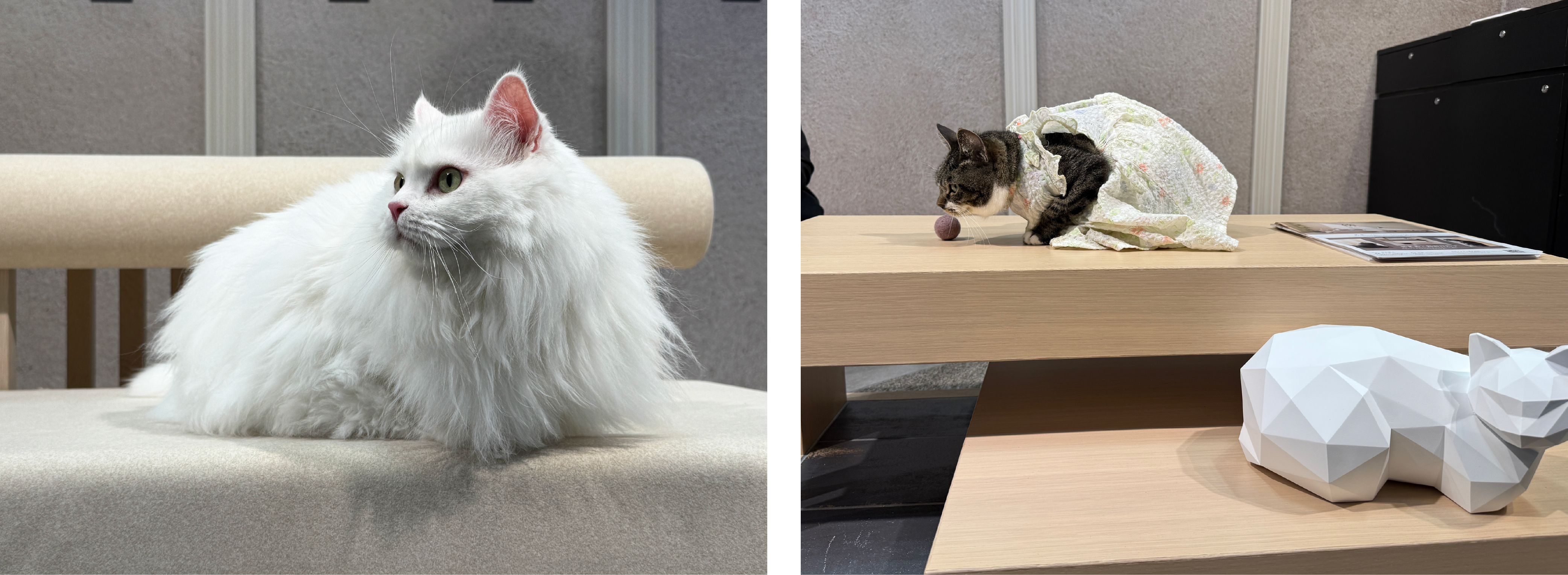 インターペット大阪展示ブース　ねこ